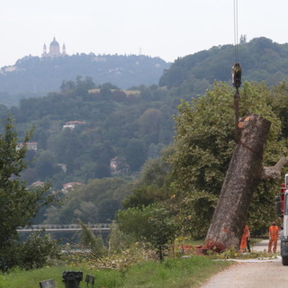 abbattimento di un albero secolare