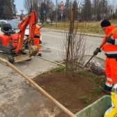 Beinasco sempre più verde: via alla piantumazione di 100 nuovi alberi