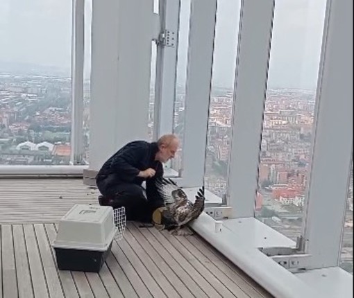 Ferita e incapace di volare, è tornata libera la poiana recuperata nel Palazzo della Regione