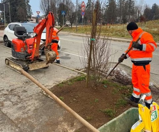 Beinasco sempre più verde: via alla piantumazione di 100 nuovi alberi