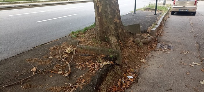 Radici sporgenti, rami che invadono la strada: preoccupa l'alberata di corso Giulio Cesare