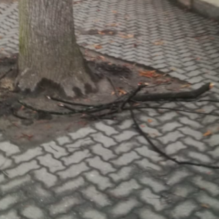 Pericolo caduta rami nel cortile della scuola Don Bosco di via Manata