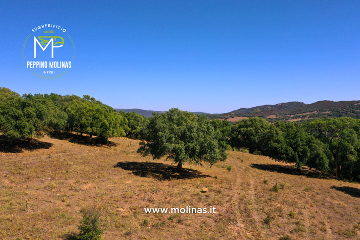 Sugherificio Molinas raddoppia gli ettari di foreste di proprietà certificati FSC®