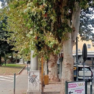 A Nichelino la vegetazione nasconde il semaforo di via San Francesco