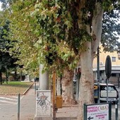 A Nichelino la vegetazione nasconde il semaforo di via San Francesco