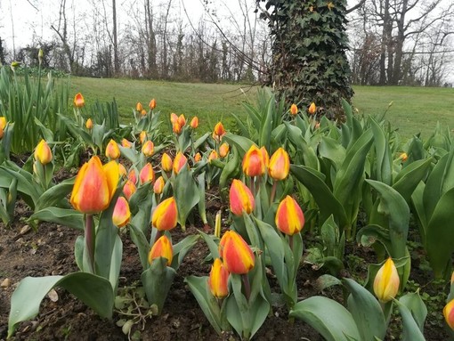 A Pralormo bulbi speciali in regalo per tutti coloro che faranno la visita guidata al Parco e Castello