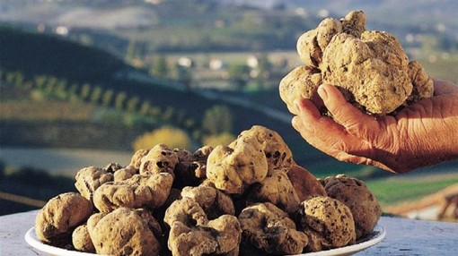 Dal 1° ottobre la “cerca” del tartufo