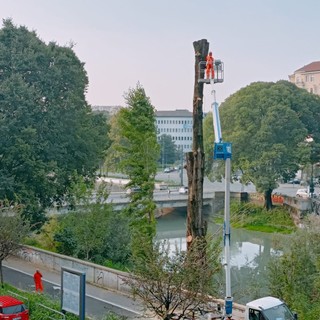 Aurora, tecnici al lavoro per abbattere un albero in lungo Dora Firenze: “Era malato”