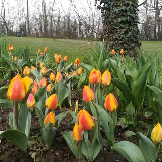 A Pralormo bulbi speciali in regalo per tutti coloro che faranno la visita guidata al Parco e Castello