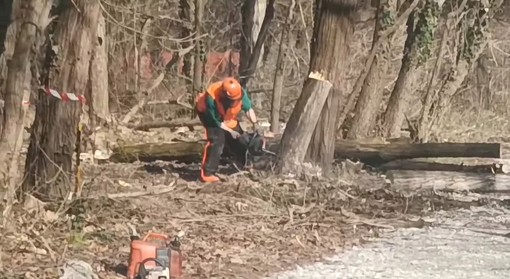 Questa mattina in azione le motoseghe nell'area del Centro per l'educazione sportiva e ambientale: &quot;Patrimonio a rischio&quot;