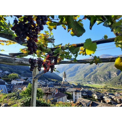 Carema si prepara a celebrare la Festa dell'Uva e del Vino