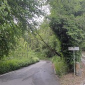 Alberi e piante cadute in collina