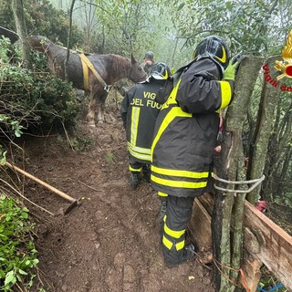 Anziana cavalla resta bloccata nel fango: i Vigili del fuoco la portano in salvo