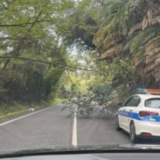 Roma, alberi caduti bloccano via Portuense: residenti 'prigionieri'