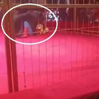 Orso si ribella al domatore, panico al circo - Video