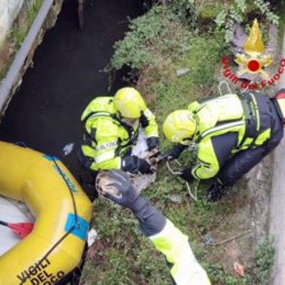 Capriolo finisce nel Naviglio, salvato da vigili del fuoco - Video