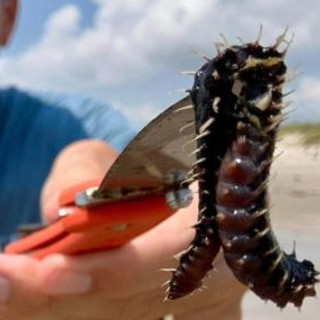 I vermi di fuoco in spiaggia, l'ultimo incubo delle vacanze