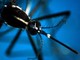 Dengue, epidemia record in 2024: negli Usa alert ai medici