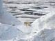 Virus giganti trovati per la prima volta nei ghiacci dell'Artico