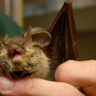 Diabete, il segreto dei pipistrelli: così tollerano record zuccheri nel sangue