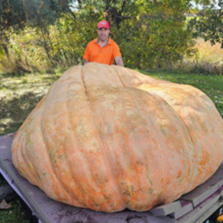 Ecco Rudy, la zucca più grande del mondo: pesa oltre 1 tonnellata