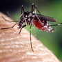 Grugliasco dichiara guerra alle zanzare: iniziati i trattamenti larvicidi